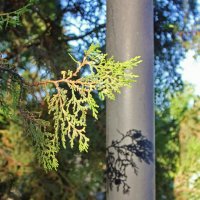 Ветка шепчет :: Владимир Соколов (svladmir)