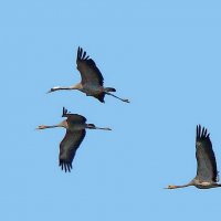 серые журввли :: gawrilа - dan