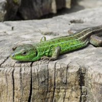 На пеньке... :: Константин Штарк