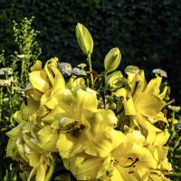 Царская лилия :: Андрей Щетинин