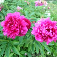 Пионы :: Сергей Кочнев