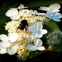 они на радость нам даны :: Олег Лукьянов