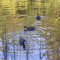 Лысухи :: Сапсан 