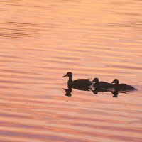 из снятого сегодня 3 :: Александр Прокудин из снятого сегодня 3 :: Александр Прокудин