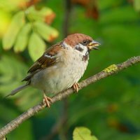 всем довольный... :: Andrey Bragin 