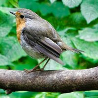 Слёток зарянки. :: Милешкин Владимир Алексеевич 