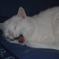 Спать давно пора, а вы тут фотки выкладываете ) :: Сергей Б.