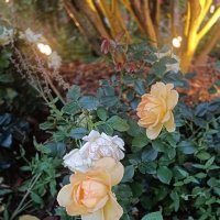 украшения фестиваля :: Галина R... украшения фестиваля :: Галина R...