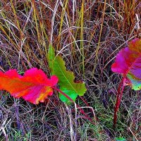 Август....Щавель уже покраснел! :: Владимир Август....Щавель уже покраснел! :: Владимир