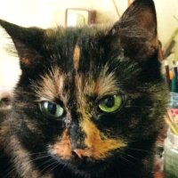 Кошечка Матрёшка на фотосессии. :: Светлана Калмыкова Калмыкова