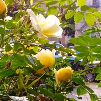 Жёлтые розы в моем дворе. :: Светлана Калмыкова Калмыкова