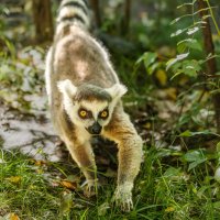 Лемур :: SanSan 