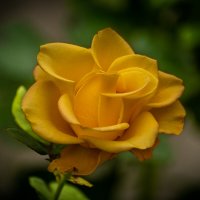 Роза :: Игорь Сикорский