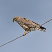 канюк :: юрий макаров канюк :: юрий макаров