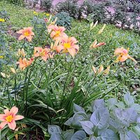 Цветы. :: Владимир Драгунский