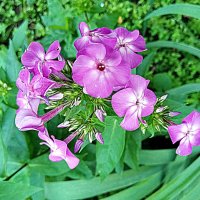 Цветы. :: Владимир Драгунский Цветы. :: Владимир Драгунский