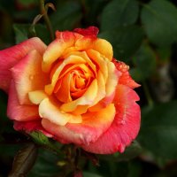 Доброе утро :: Юрий. Шмаков