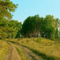 Дорога в Караканском бору :: Дмитрий Конев