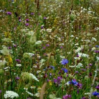 панно августа... :: Галина Флора панно августа... :: Галина Флора