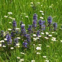 Весна в Ботаническом... Май. :: Наташа *****