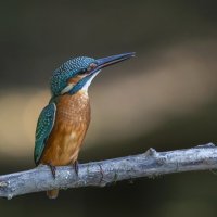 Зимородок. :: Светлана Ивановна Медведева