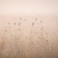 **** :: Елизавета .