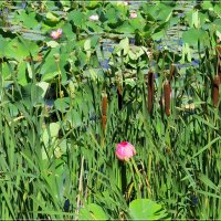 Окружили :: Сеня Белгородский