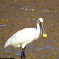 Колпица :: Николай Волков