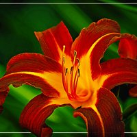 ЛИЛИЯ :: Владимир Кроливец ЛИЛИЯ :: Владимир Кроливец