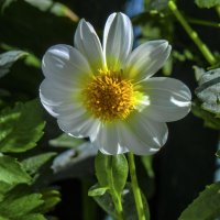 Георгина  однолетняя :: Валентин Семчишин