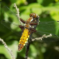 Стрекоза плоская :: Константин Штарк