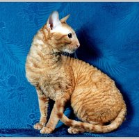 Грация. :: Владимир Попов