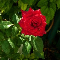 Алая роза Лавли Ред :: Валентин Семчишин Алая роза Лавли Ред :: Валентин Семчишин