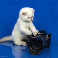 Любопытство не порок :: Светлана Ищенко