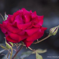 Розочка :: Светлана Ищенко