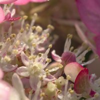 Гортензия вблизи :: Kventin Natabos 