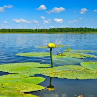 Река Солоница :: Михаил Свиденцов