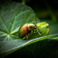 Листоед :: Павел 