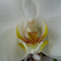 Орхидея :: Олег Иванов