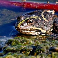На городском озере... :: Николай Саржанов