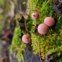 Ликогала древесинная :: Aleksandra Chochaeva Ликогала древесинная :: Aleksandra Chochaeva