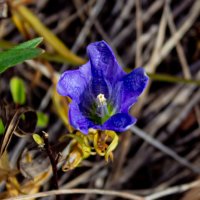 Горечавка лёгочная :: Светлана SvetNika17