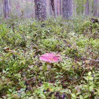 В лесу. :: VasiLina * В лесу. :: VasiLina *