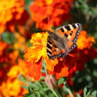 Оранжевое настроение) :: Ирина Лесиканич