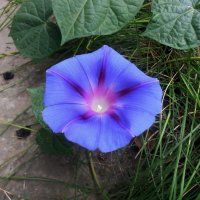 Голубой фонарик :: Наталья Голубой фонарик :: Наталья