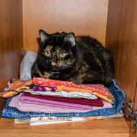 Моя помощница :: Ирина Соловьёва Моя помощница :: Ирина Соловьёва