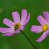 Летние мотивы. :: Sergey (Apg) Летние мотивы. :: Sergey (Apg)