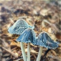 На мусорной куче :: AZ east3