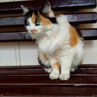 На выгуле голубоглазка :: светлана льдокова