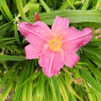 Лилейник :: Сапсан 